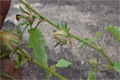 Hibiscus hispidissimus